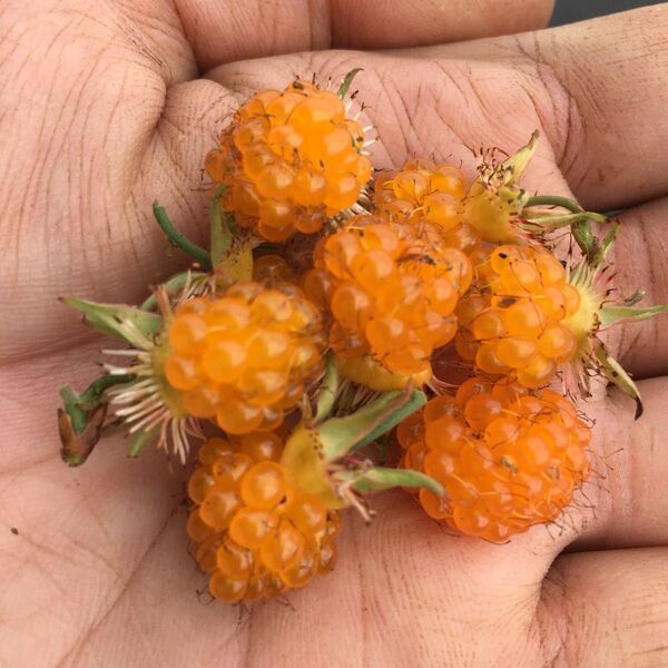 ★最高峰の木苺苗1株★ 紅葉苺抜き苗 絶品極旨木いちご苗 キイチゴ苗 木いちご苗 木イチゴ苗 ワイルドベリー苗 ラズベリー苗