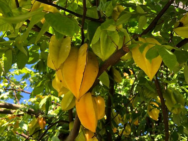 ★★スターフルーツ苗1鉢★★ゴレイシ苗 star fruit
