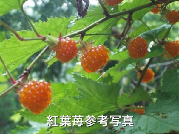 ★紅葉苺抜き苗2株★最高峰の木苺 絶品極旨木いちご ラズベリー ワイルドベリー