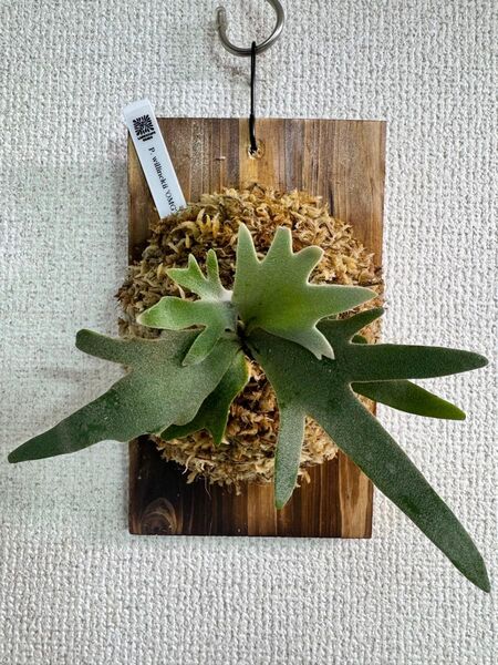 P. willinckii 'OMG'spore ビカクシダ ドワーフ