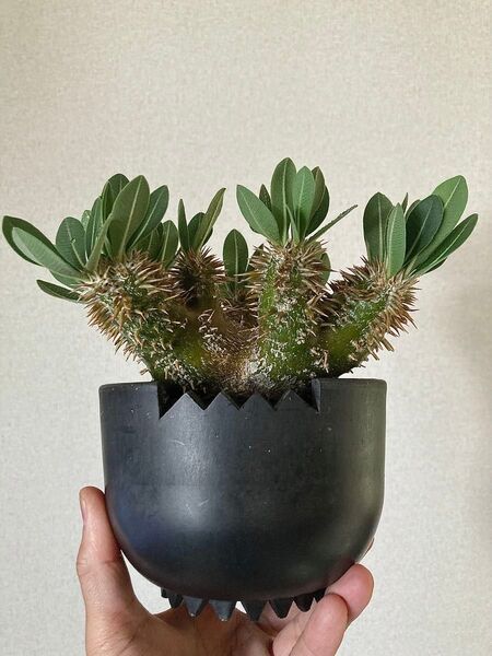実生 パキポディウム 恵比寿大黒 コーデックス 塊根植物