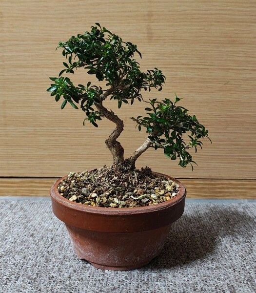 香丁木 ミニ盆栽