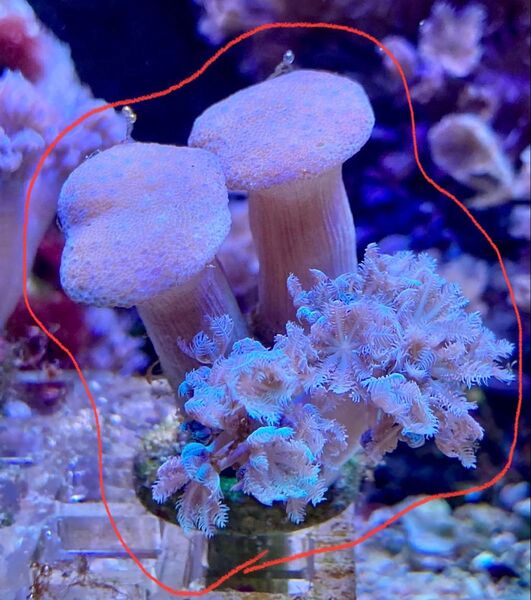 ⑧パクパクウミアザミ&ウミキノコ プラグ活着 北海道発 セット購入で割引きあり