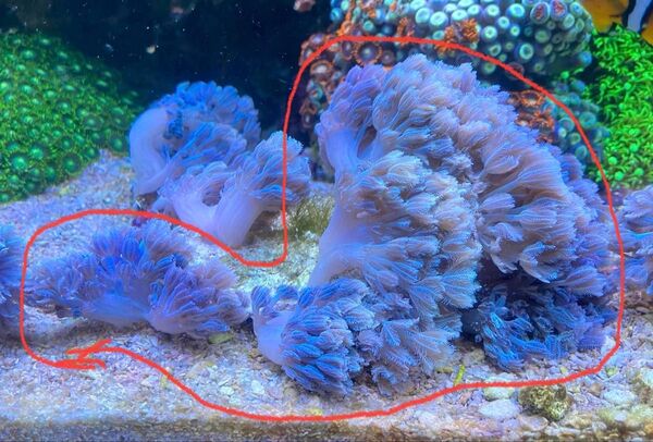 ⑤チガイウミアザミ パクパクウミアザミ ライブロック活着 北海道発 セット購入で割引きあり