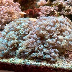 ④ 特大サイズ チガイウミアザミ パクパクウミアザミ 北海道 セット購入で値引きあり
