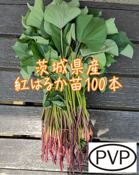 《今シーズン残りわずか!》茨城県産 紅はるか苗 100本+予備苗 PVPマーク べにはるか さつまいも苗 農家直送 切り苗