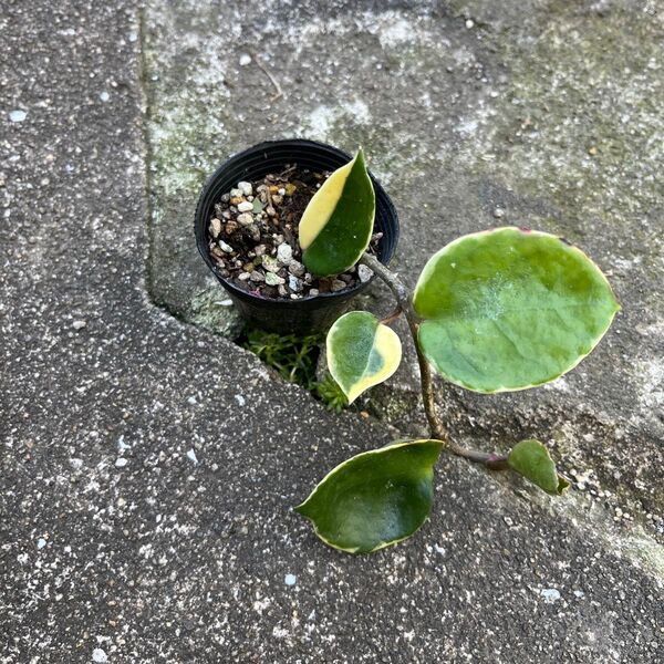 ホヤ 斑入り サクララン 1株 抜き苗