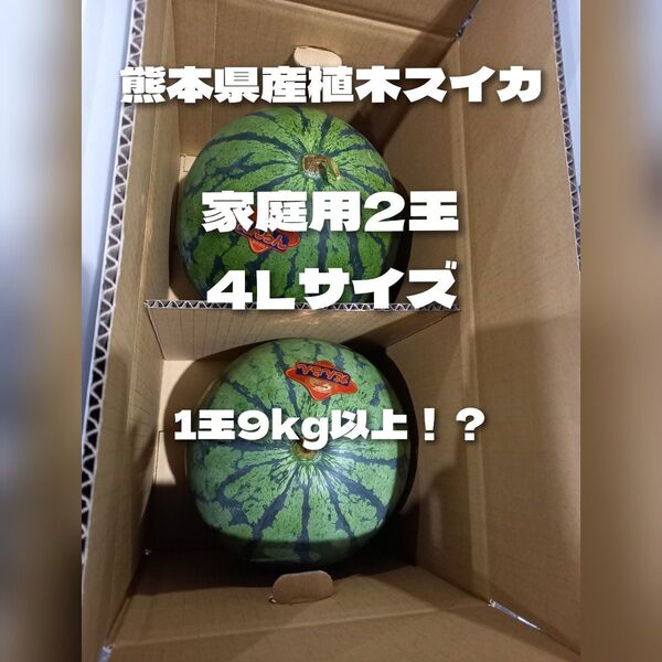 熊本県産植木スイカ 家庭用4Lサイズ2玉入り(1玉9kg程度!?)