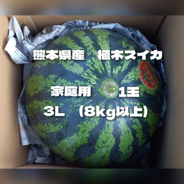 熊本県産植木スイカ 家庭用 1玉入り(1玉8kg以上)