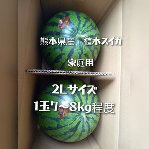 熊本県産植木スイカ 家庭用 2Lサイズ2玉入り(1玉7kg以上)