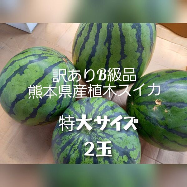 熊本県産植木スイカ B級品よりは良い家庭用2玉入り(1玉7kg以上)