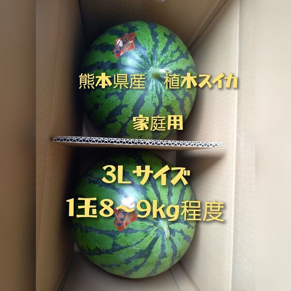 熊本県産植木スイカ 家庭用 3Lサイズ2玉入り(1玉8kg以上)
