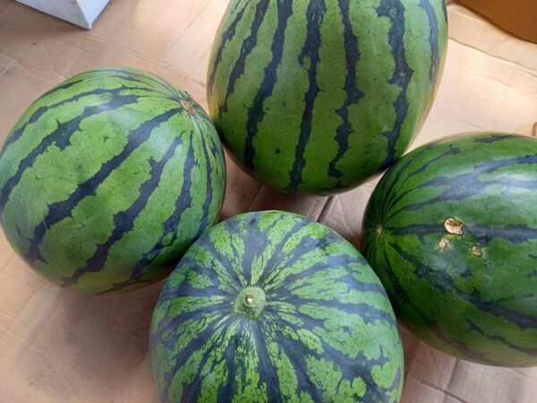 熊本県産植木スイカ B級品家庭用2玉入り(1玉3kg以上)