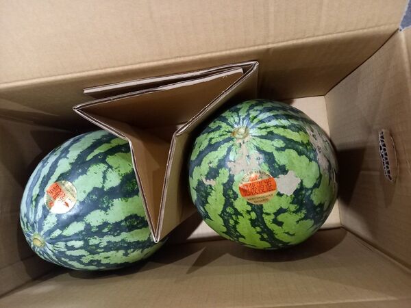 熊本県産植木スイカ B級品家庭用2玉入り(1玉4kg以上)