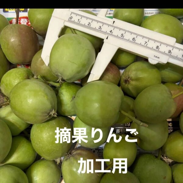 摘果りんご5キロ 加工用 サンふじ