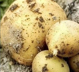 無農薬 自宅栽培 新じゃがいも キタアカリ 20個入り