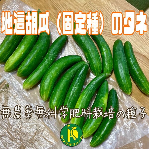 地這胡瓜(固定種)のタネ 20粒 無農薬無化学肥料栽培の種子