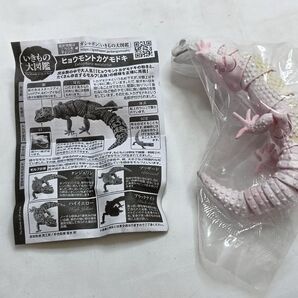 いきもの大図鑑 ヒョウモントカゲモドキ ブリザードモルフ