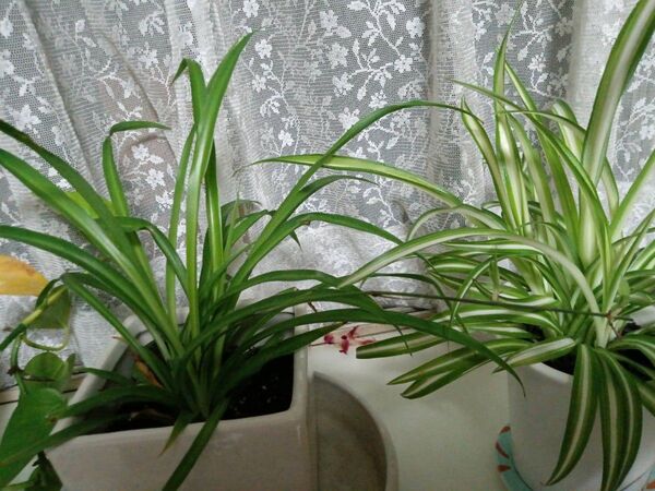 オリズルラン根付き苗2種セット(斑入り) 観葉植物 送料込み