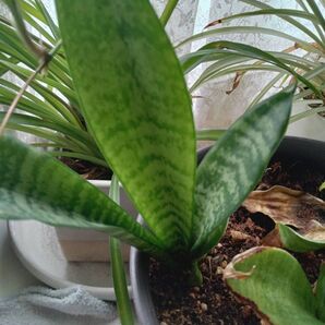 サンスベリア苗 観葉植物 送料込み