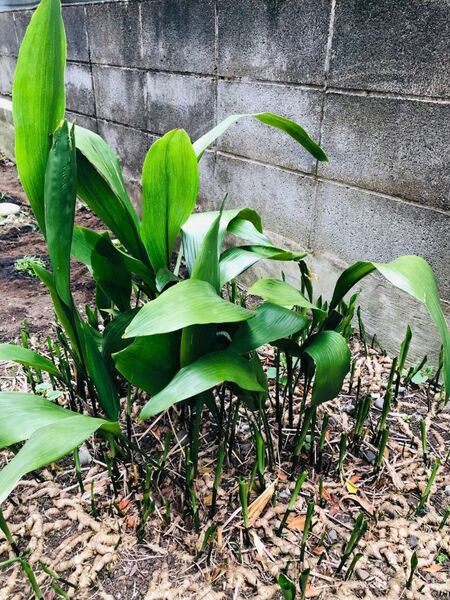 葉蘭 ハラン根付き苗 宿根草 送料込み