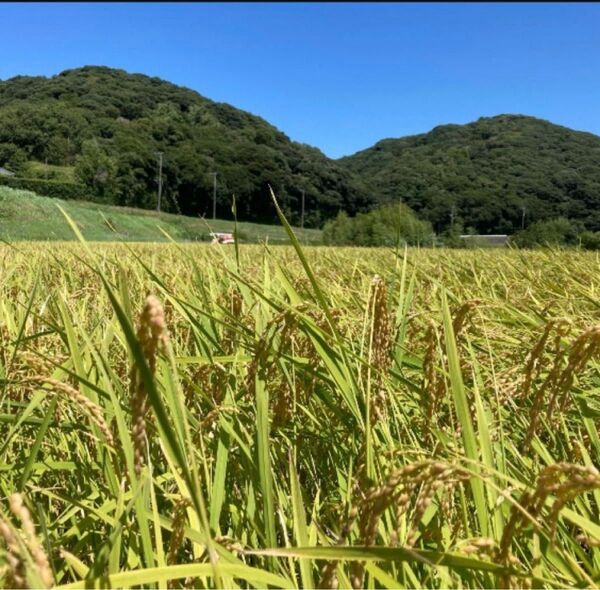 ③千葉県産 令和6年 コシヒカリ 一等米 玄米20kg 農家直送 保冷庫保管 22日迄の出品