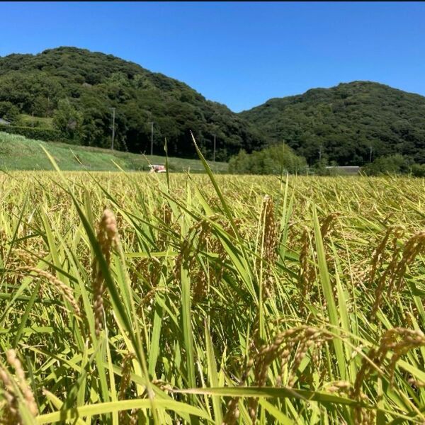①千葉県産 令和6年 コシヒカリ 一等米 玄米10kg 農家直送 保冷庫保管 22日迄の出品