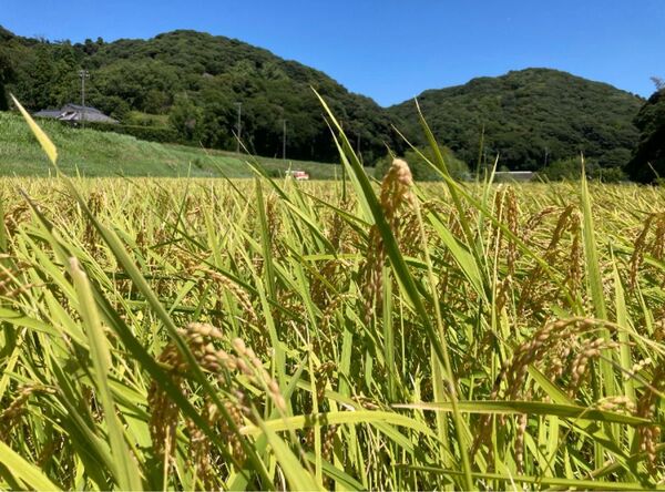 ②千葉県産 令和6年 コシヒカリ 一等米 玄米10kg 農家直送 保冷庫保管 22日迄の出品