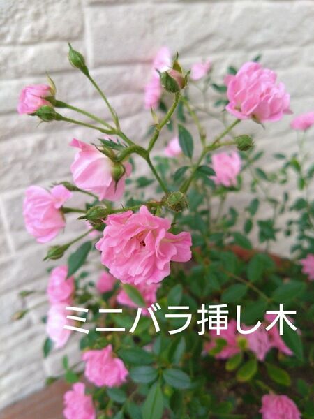 ミニバラ挿し木苗 2株