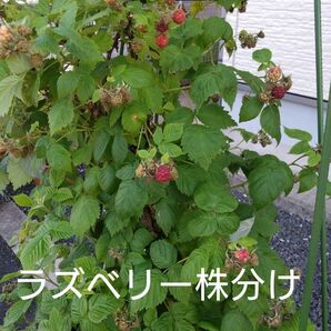 ラズベリー苗