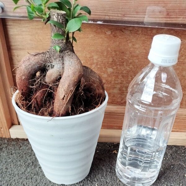 塊根植物 ガジュマル 4号鉢
