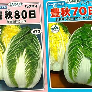 野菜の種 白菜 80日 70日