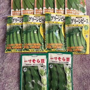 野菜の種 ビックエンドウ グリンピース そら豆
