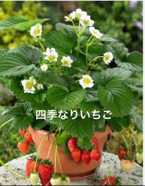 野菜の種 四季なりいちご