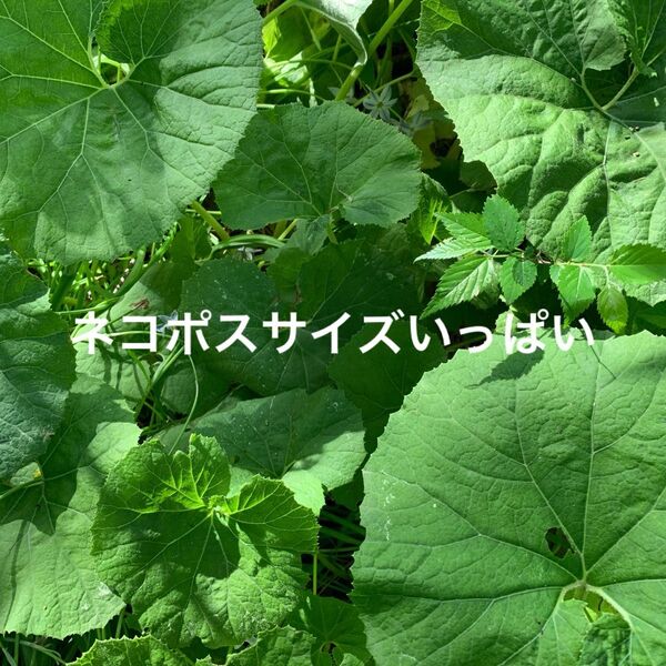 ふきの葉(ネコポスサイズいっぱい)