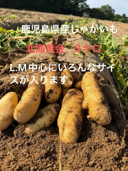 鹿児島県産新じゃがいも 3キロ