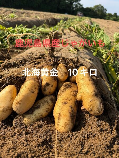 鹿児島県産じゃがいも 北海黄金 10キロ