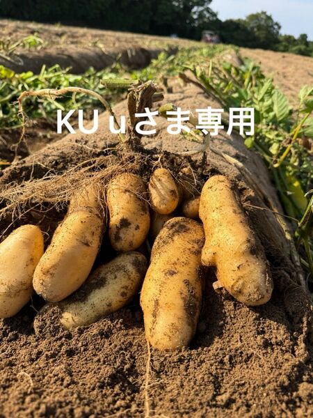 鹿児島県産新じゃがいも 約10Kg