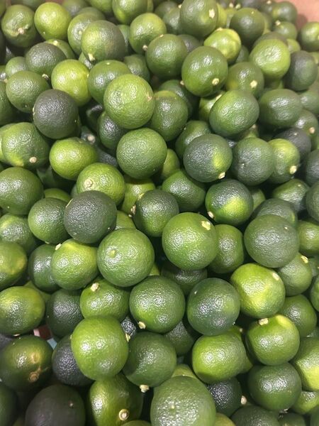 ハウスすだち 約1キロ