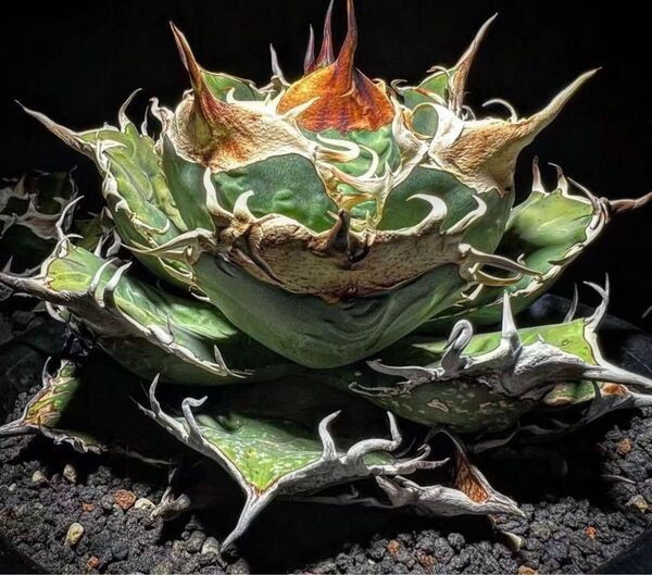 UB107 多肉植物 アガベ チタノタ タランチュラ超レア種優良血統 子株