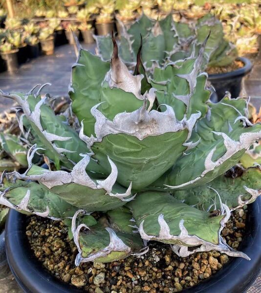 P618 多肉植物 アガベ チタノタ 鳳凰 超レア種優良血統 子株