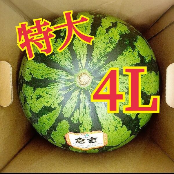 鳥取県産 特大スイカ 4Lサイズ 5