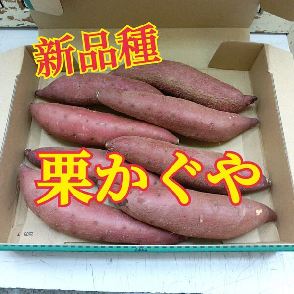 新品種 茨城産さつまいも 栗かぐや