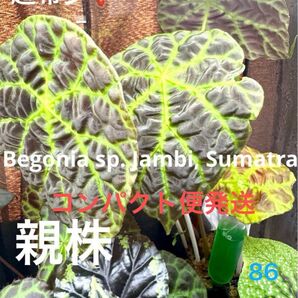 Begonia sp.Jambi Sumatra 原種ベゴニア ジャンビ 熱帯植物