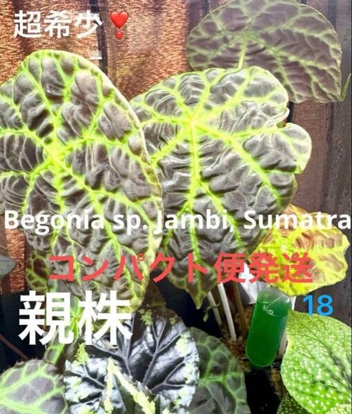 Begonia sp.Jambi Sumatra 原種ベゴニア ジャンビ 熱帯植物