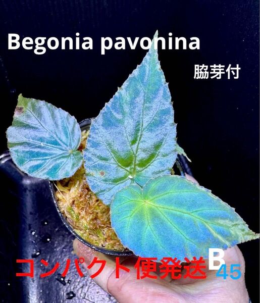 Begonia Pavonina ベゴニア パボニナ!原種ベゴニア 熱帯植物 B