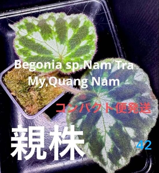 Begonia sp.Nam Tra My,Quang Nam ベゴニア 原種 熱帯植物
