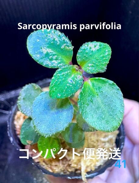超レア 希少!Sarcopyramis parvifolia サルコピラミス・パルヴィフォリア 青い葉 熱帯植物 パルダリウム