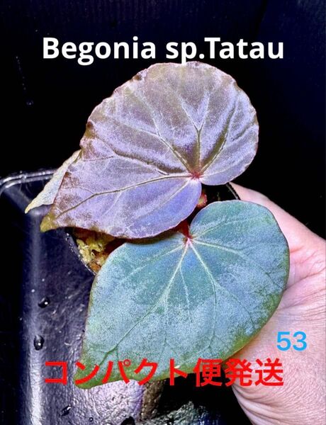 Begonia sp.Tatauベゴニア タタウ 極青株!原種ベゴニア