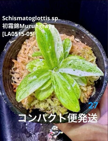 極斑 Schismatoglottis sp. 初霜錦 スキスマトグロッティス